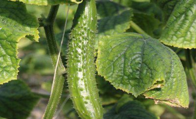 黄瓜苗很小就长小黄瓜怎么回事 黄瓜苗很小就开花了