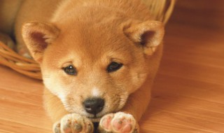 狗能吃生的三文鱼吗 狗狗可以直接吃生的三文鱼肉吗