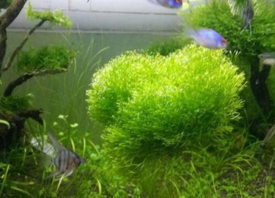 莫斯修剪技巧 莫斯怎么修剪好看