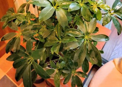 鹅掌木长虫子原因 鹅掌木长虫子怎么办