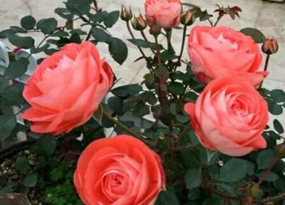 春天月季花怎么养护好 月季花初春种植与养殖方法