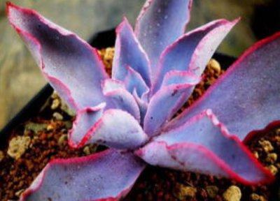 多肉晚霞的养殖方法 多肉晚霞的养殖方法和注意事项