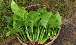 虾皮能和菠菜一起吃吗 虾皮和菠菜能不能同吃