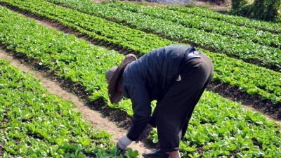 下雨天能播种白菜么 种植大白菜下过雨后需要浇水吗