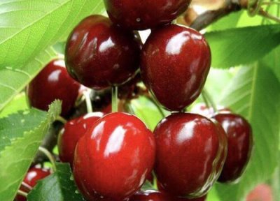 樱桃美早成熟时间 樱桃美早什么时候成熟