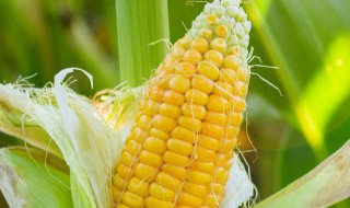 嫩玉米穗子怎么吃 嫩玉米穗子的做法