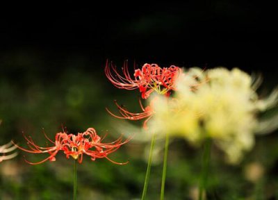 龙爪花寓意 龙爪花的寓意和象征