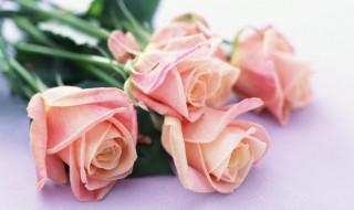 粉色的玫瑰花语 什么是粉色的玫瑰花语