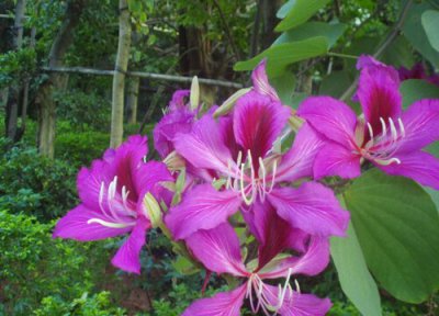 香港的市花是什么花 洋紫荆花的象征意义
