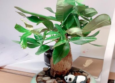 怎样养护发财树 发财树如何正确养护养得好