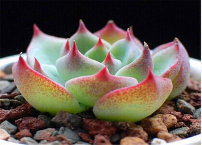 吉娃娃多肉的养殖方法 吉娃娃多肉的养殖方法和注意事项