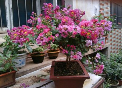 紫薇耐寒最低温度是多少 冬天紫薇树怎么防冻防寒