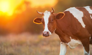 吃牛骨髓有什么好处呢 牛骨髓的几个好处