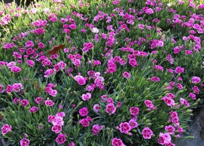 石竹花是一年生还是多年生植物 能生长活几年