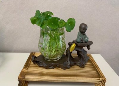 铜钱草如何过冬 铜钱草过冬能冻死吗