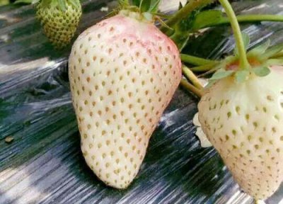 白草莓叫什么品种 日本白草莓品种简介、味道、图片