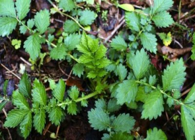 西洋草是什么药 长什么样子 图片