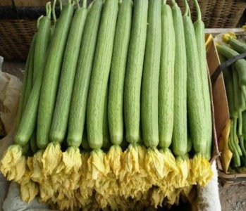 丝瓜什么时候种植最好 丝瓜怎样播种与栽培产量高