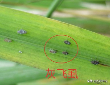 水稻打飞虱如何施药 水稻后期用什么药打飞虱为好