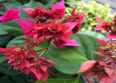 三角梅长的很多叶子为什么不会不开花 只长叶子越长越高