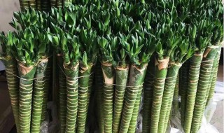 水养富贵竹怎么养才能旺盛 水养富贵竹的教程