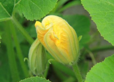 南瓜采摘时间 南瓜什么时候采摘