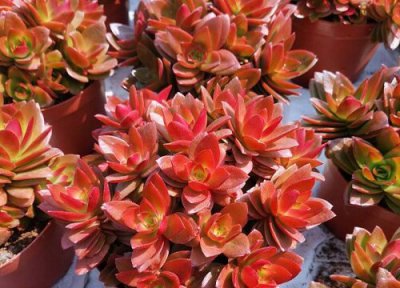 火祭的养殖方法和注意事项 多肉火祭怎么养护