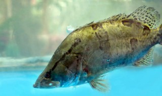 桂鱼和鳜鱼有什么区别 桂鱼和鳜鱼有什么不同