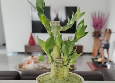 观音竹和莲花竹一样吗 有什么区别