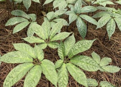 三七种植中常见病害 三七病虫害防治方法与技术