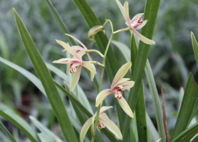 建兰什么时候用磷酸二氢钾催花 叶面施肥好还是浇灌好