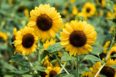 十二星座学渣排名情况 十二星座学习成绩排行榜