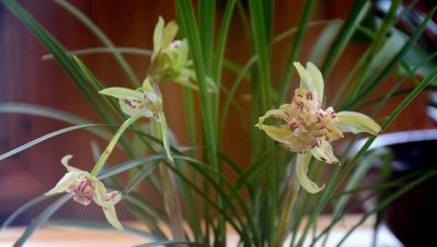 兰花叶尖出现发干怎么回事焦枯 叶夹过早干枯什么原因