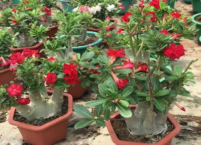 沙漠玫瑰花期怎样管理 沙漠玫瑰要想花期延长该怎么养护