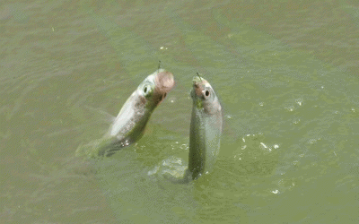 子线长度多少合适 台钓的子线怎么选择与搭配最佳