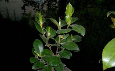 新手必看四季茶花要怎么养 家里茶花养殖方法和注意事项