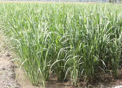 茭白产地在什么地方 在我国主要产于哪里