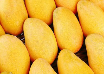 芒果是热带水果吗 芒果属于热带水果吗