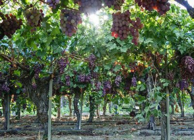 巨峰葡萄产地 巨峰葡萄什么时候成熟