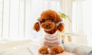 泰迪和比熊的区别 比熊和泰迪的区别体现在哪