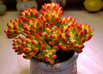 多肉温度低到几度就要进屋 冬天几度多肉要搬进室内屋里