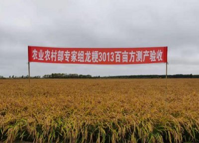龙粳3013水稻品种简介 种子来源、亩产量、抗倒伏