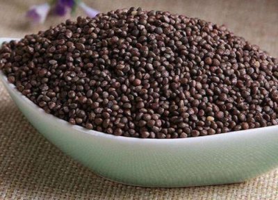 紫苏种子怎么种植方法 紫苏叶种子什么时候种