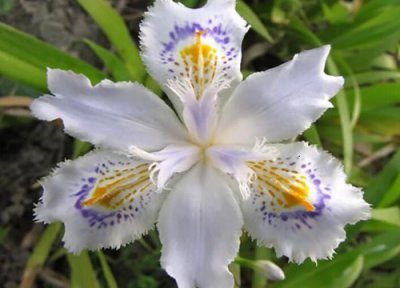 鸢尾花有几种颜色 鸢尾花有哪几种颜色