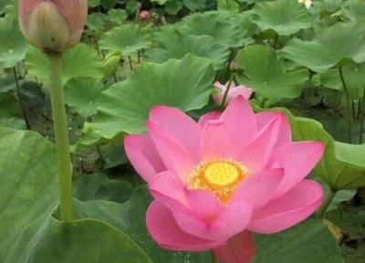 荷花几月份种植最好 适合什么季节种植