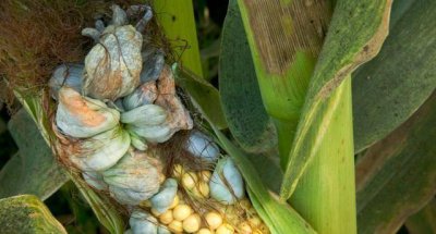 玉米长了一个疙瘩怎么处理 玉米黑粉病防治方法