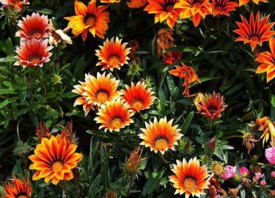 太阳花没根能活吗 新买太阳花养殖注意事项