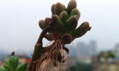 多肉植物生气根是怎么回事 多肉长气生根的原因与处理