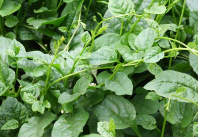 木耳菜扦插繁殖 木耳菜可以扦插繁殖吗