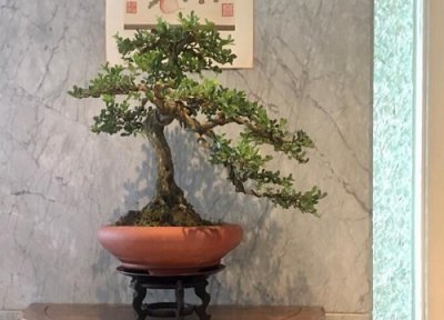 黄杨生长周期 黄杨打什么药好